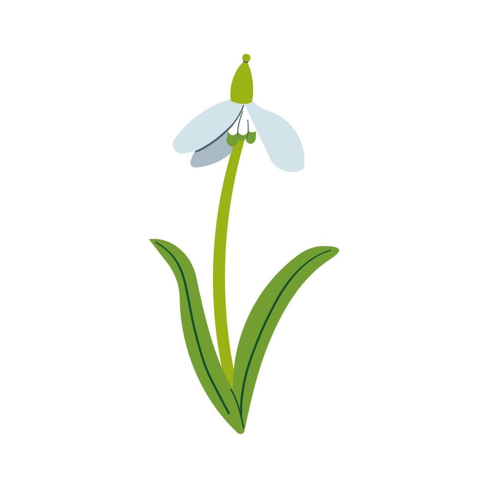 Snowdrop drawing . Snowdrops for decoration and design. Flat hand drawn illustration isolate on white, spring flower , 8 march holiday . vector