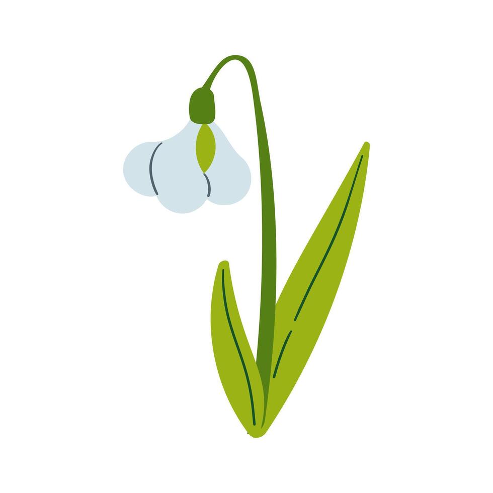 Snowdrop spring flower for decoration and design. Flat hand drawn illustration isolate on white, spring flower , 8 march holiday . vector