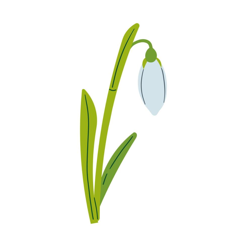 Snowdrop for decoration and design. Flat hand drawn illustration isolate on white, spring flower , 8 march holiday . vector