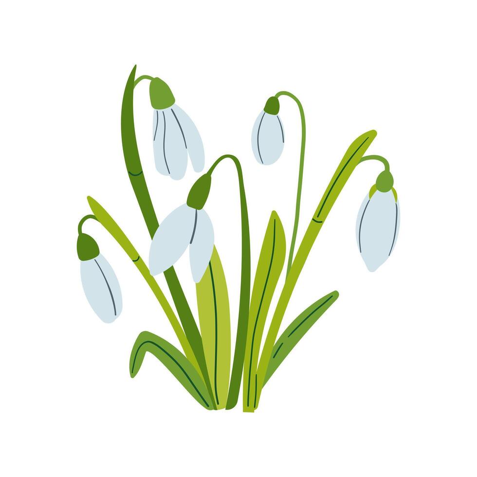 Bouquet drawing of snowdrops. Snowdrops for decoration and design. Flat hand drawn illustration isolate on white, spring flower , 8 march holiday . vector