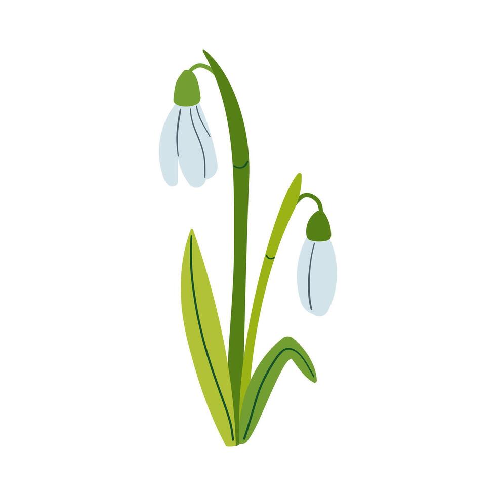 Spring flower . drawing of snowdrop . Snowdrops for decoration and design. Flat hand drawn illustration isolate on white, spring flower , 8 march holiday . vector