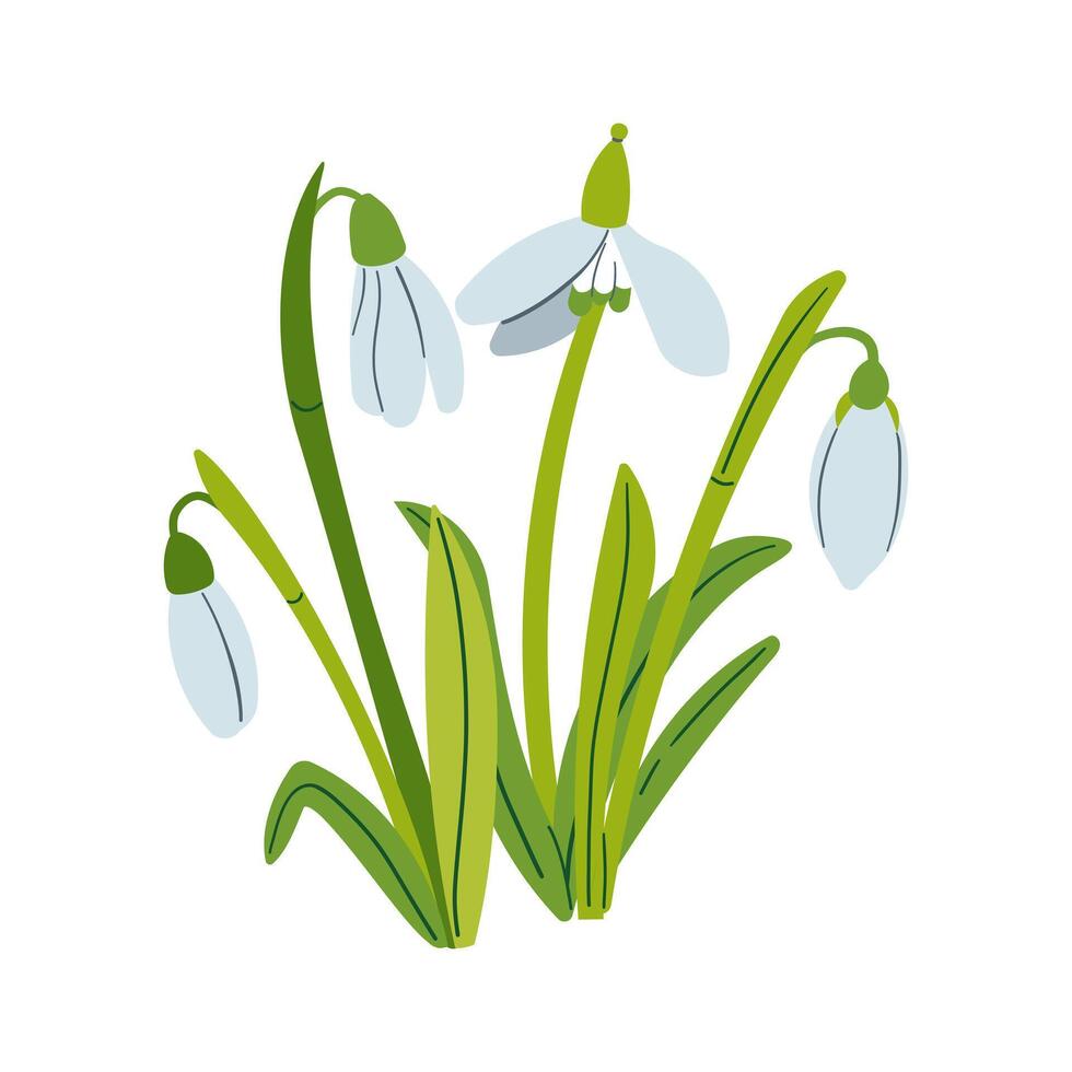 drawing of snowdrops. Snowdrops for decoration and design. Flat hand drawn illustration isolate on white, spring flower , 8 march holiday . vector