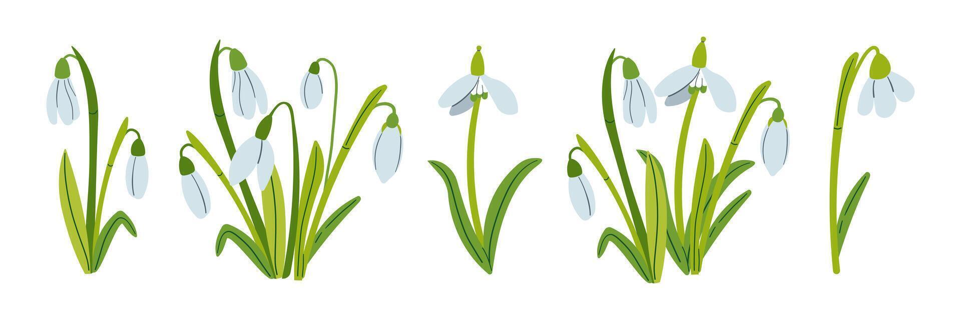 drawing of snowdrops. Snowdrops for decoration and design. Set of Flat hand drawn illustration isolate on white, spring flower , 8 march holiday . vector