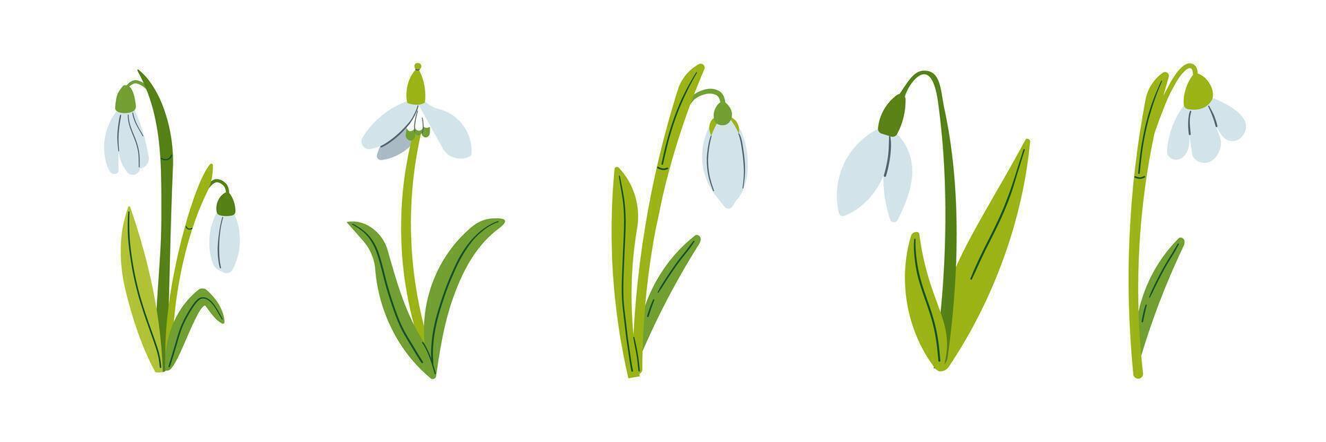 Set of snowdrops. Snowdrops for decoration and design. Flat hand drawn illustration isolate on white, spring flower , 8 march holiday . vector