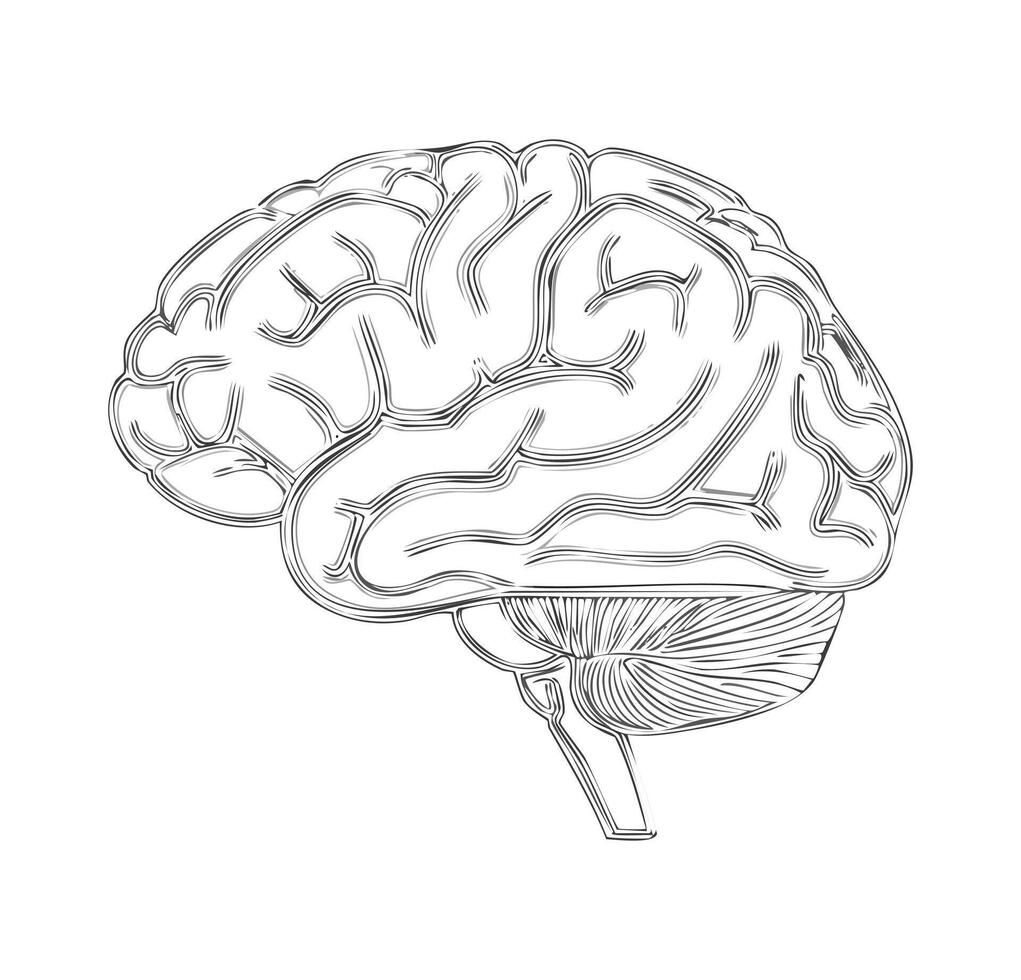 Cortex in Simple Strokes vector
