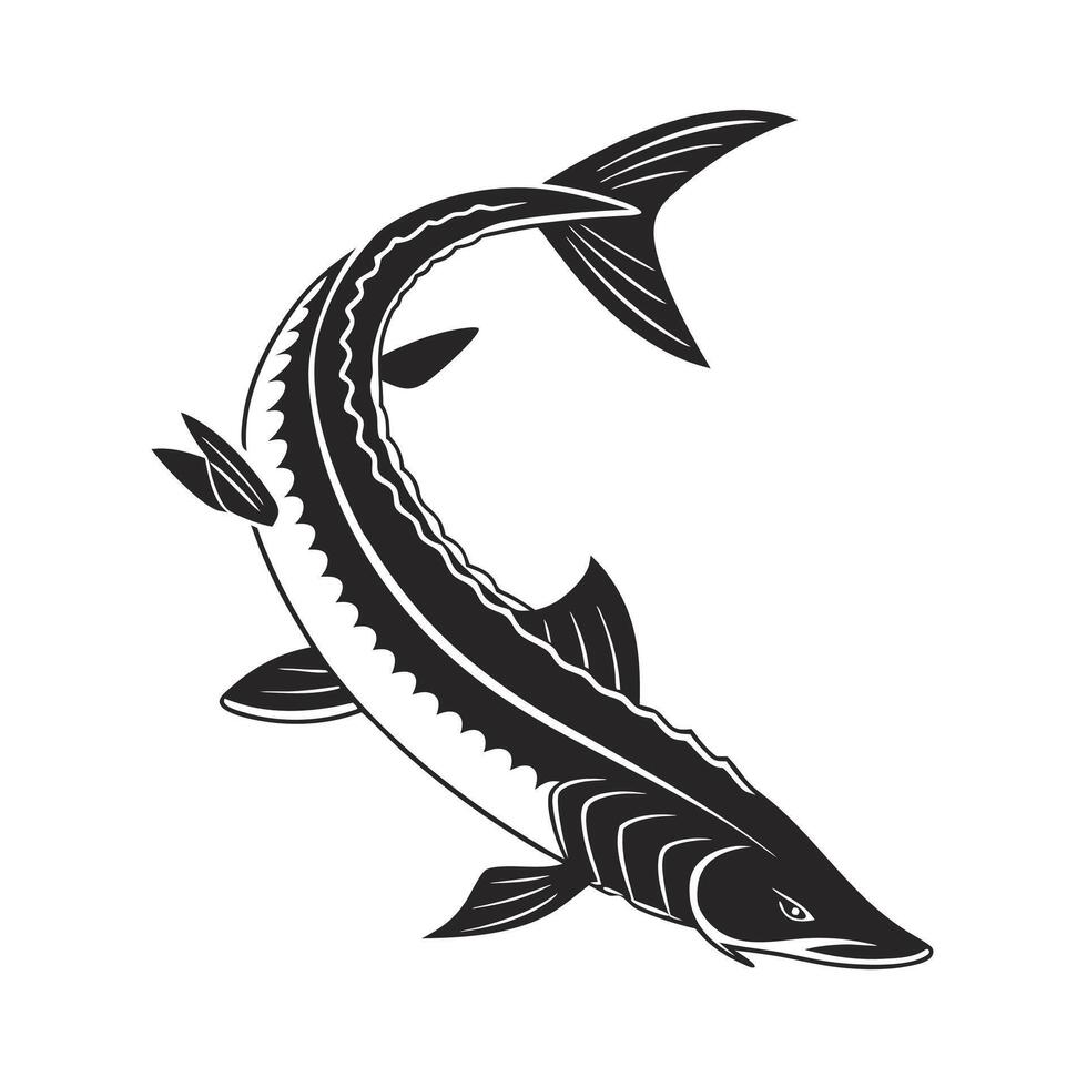 a black and white illustration of a white Sturgeon fish vector