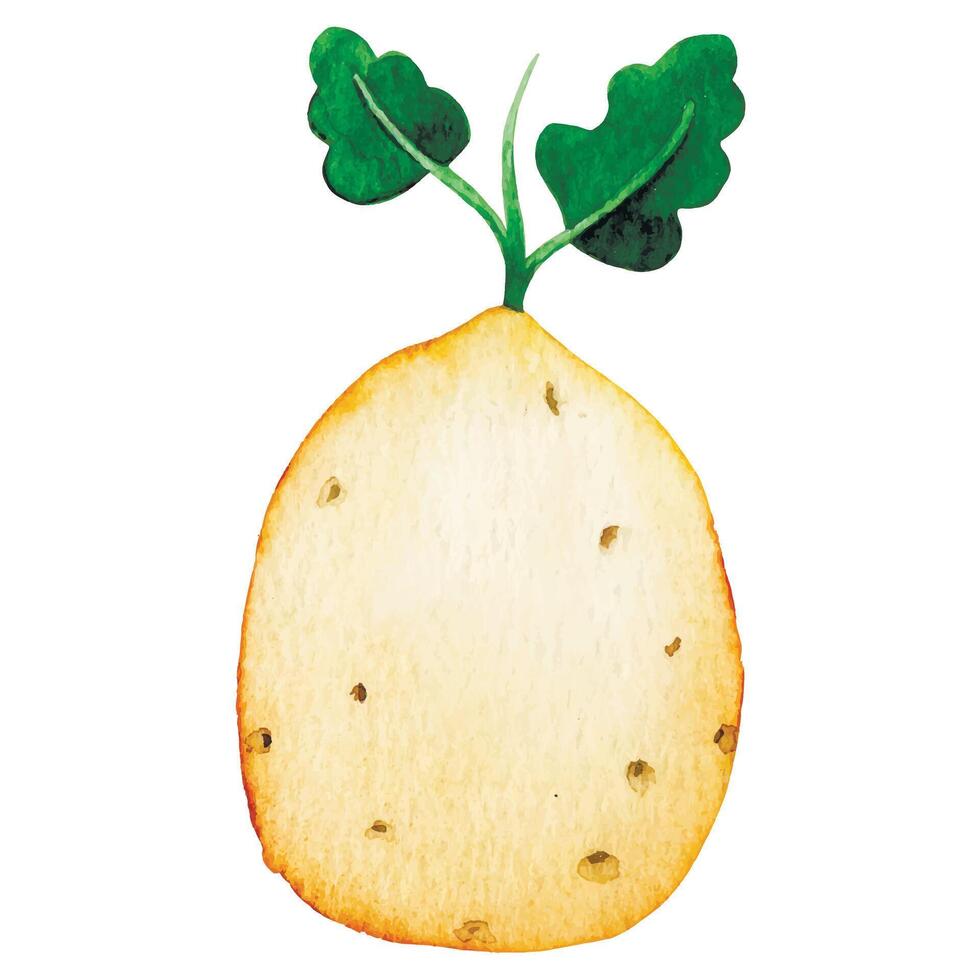 watercolor illustration, potato, farm vegetable. cute drawing in simple style. vector