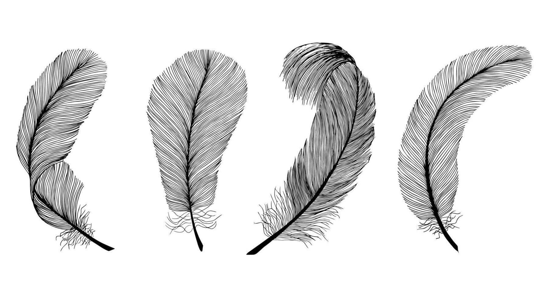 Black fluffy feathers. Hand drawn vintage art realistic pen feathers detailed isolated elegant silhouette sketch bird, engraving style. vector