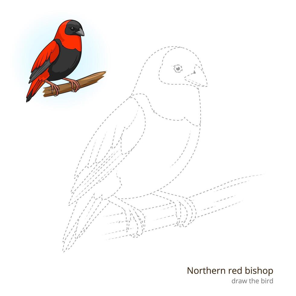 Northern red bishop learn birds educational game learn to draw illustration vector