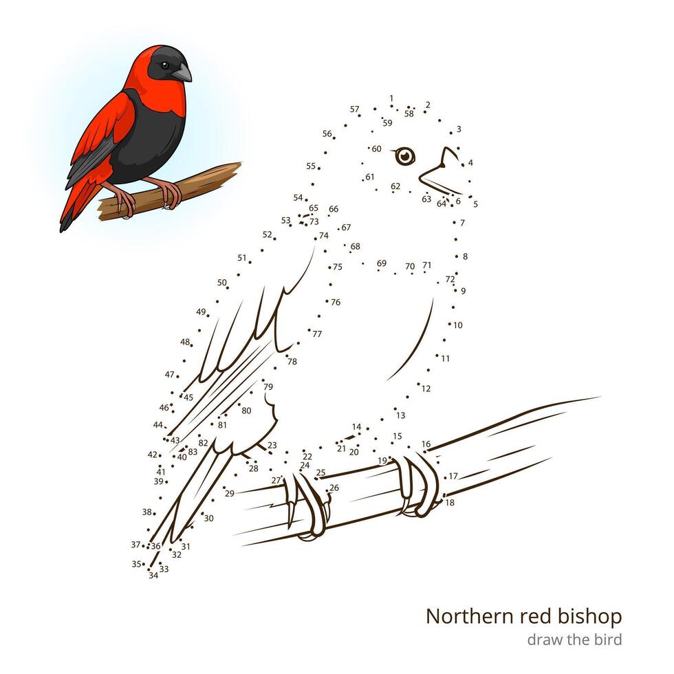 Northern red bishop learn birds educational game learn to draw illustration vector