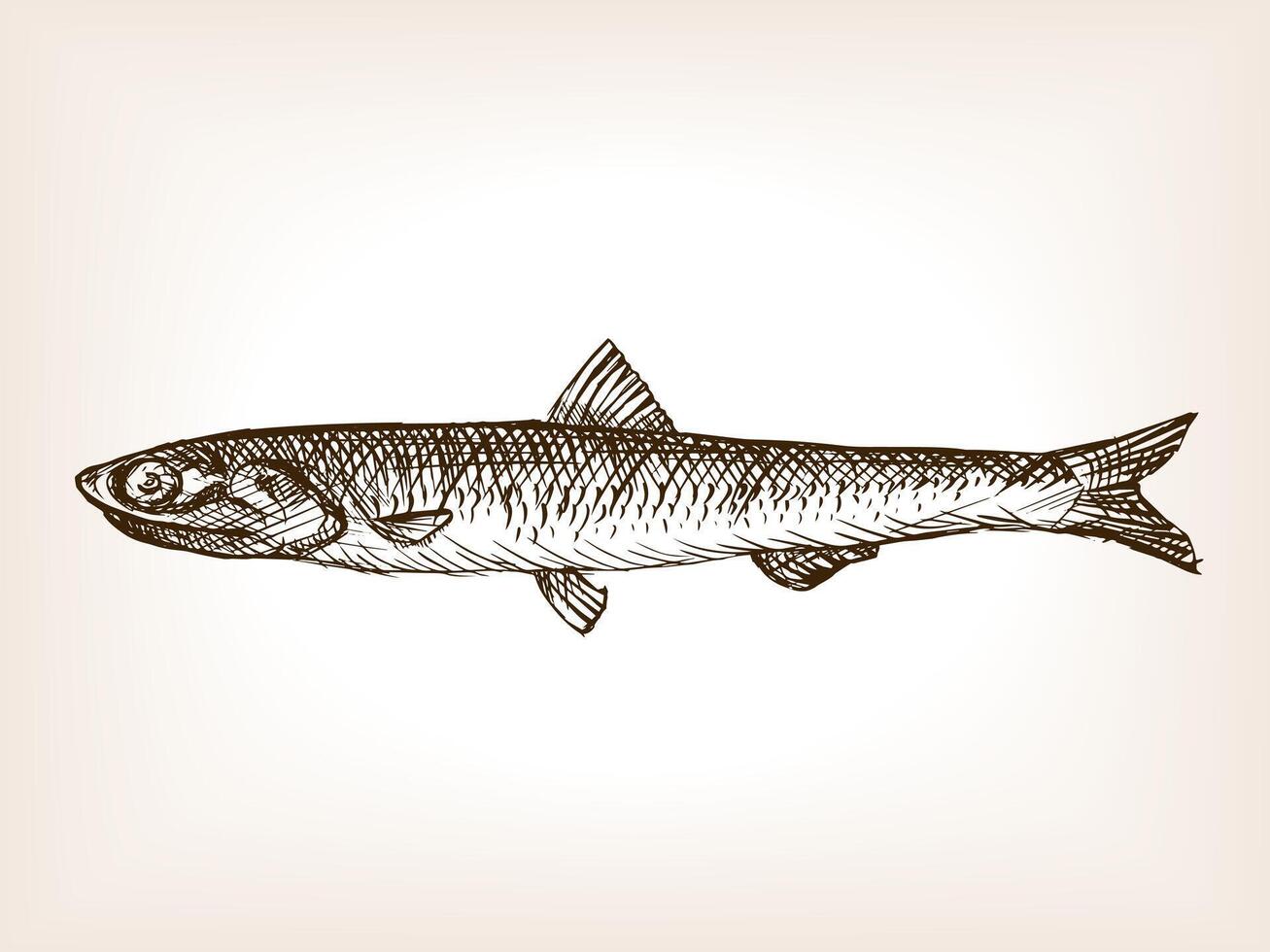 Anchovy fish sketch style illustration. Old hand drawn engraving imitation. Anchovy fish illustration vector