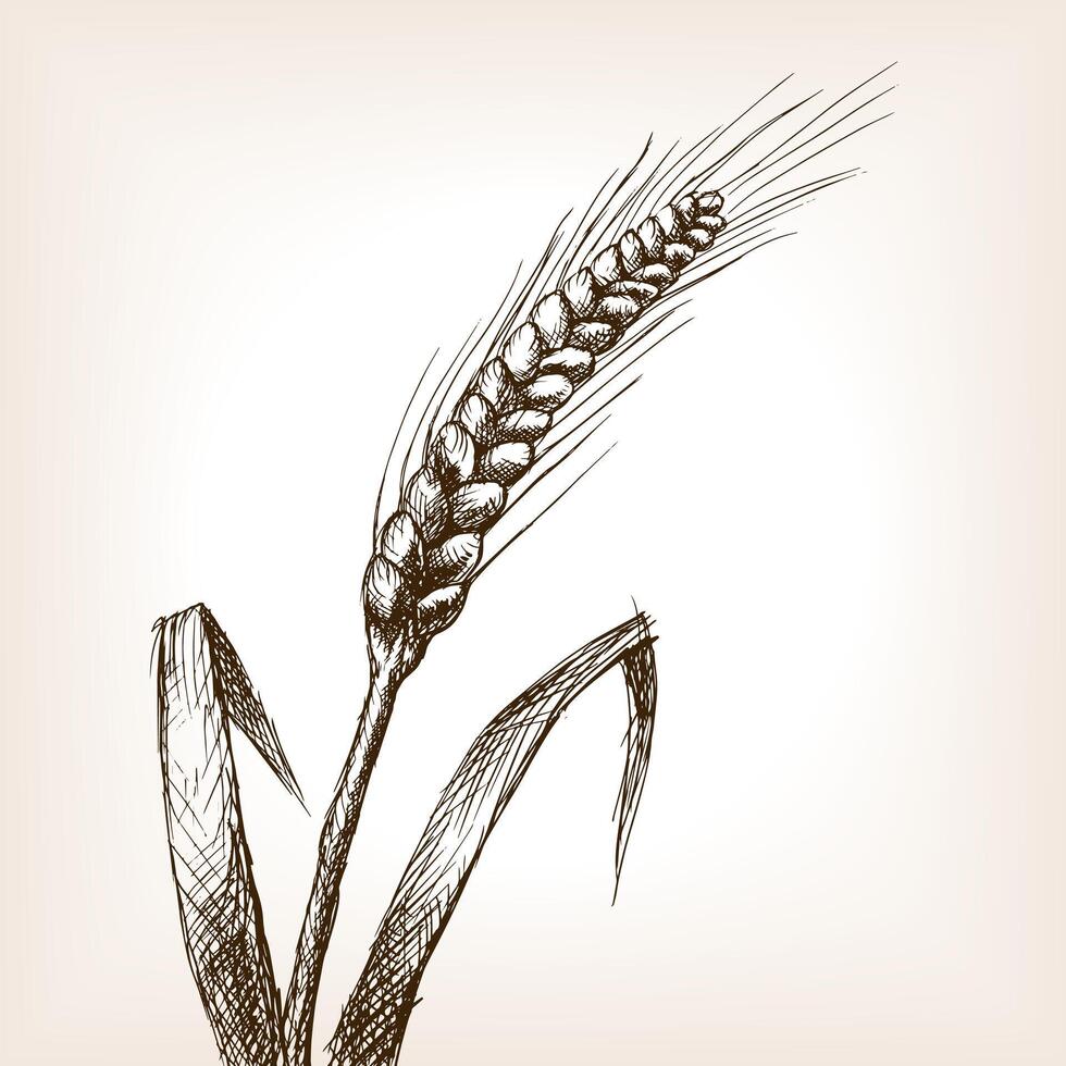 Wheat ear sketch style illustration. Old engraving imitation. Wheat hand drawn sketch imitation vector
