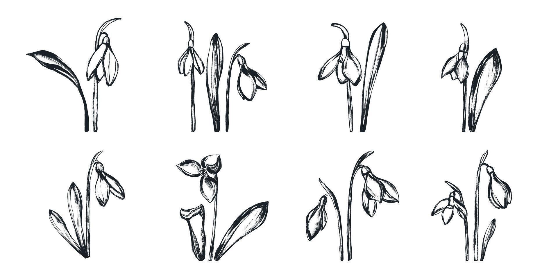 Black Ink Silhouettes of Grunge Snowdrops Isolated on White Background. Set of plants hand painted with dry ink vector