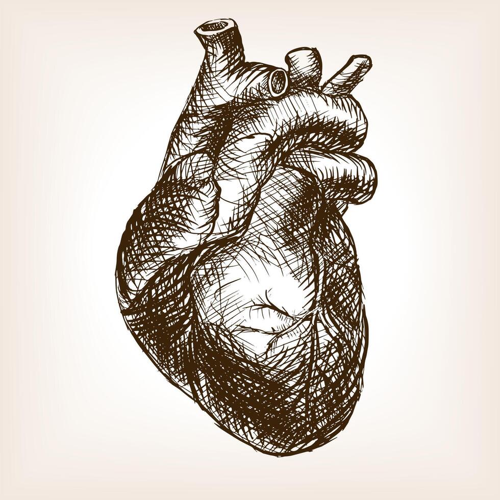 Human heart sketch style illustration. Old hand drawn engraving imitation. Heart illustration vector