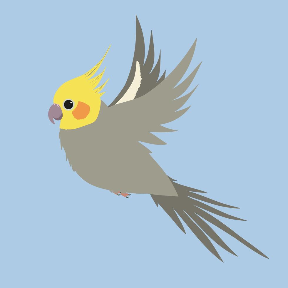 An illustration of a gray male cockatiel in flight vector