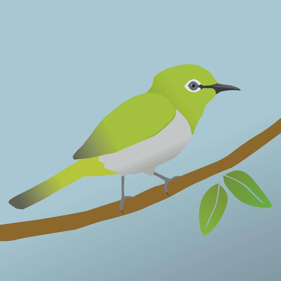 An illustration of a cute Japanese white eye bird. vector