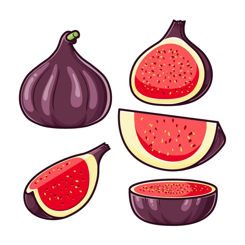 Various whole and sliced figs arranged in different shapes vector
