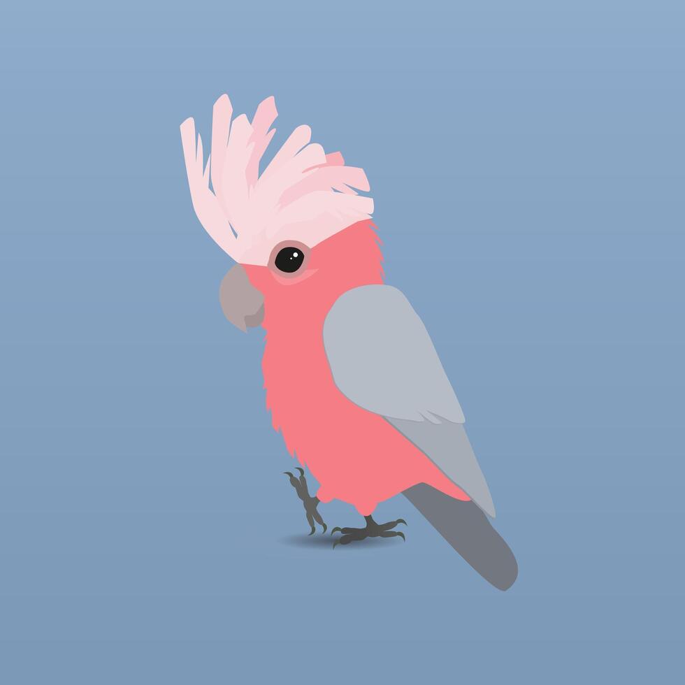 An illustration of a cute galah cockatoo vector