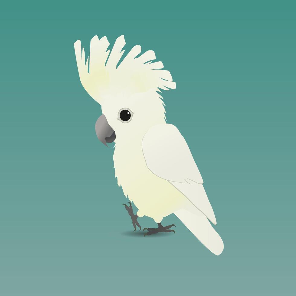 An illustration of a cute umbrella cockatoo vector
