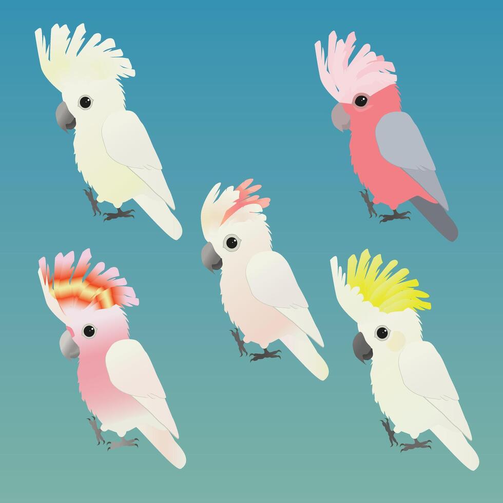 An illustration of five cute different species of cockatoos vector