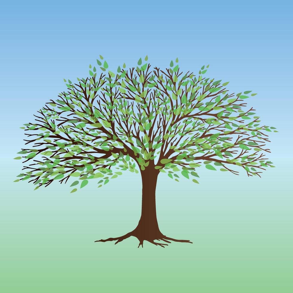 A broad tree with green transparent leafs vector