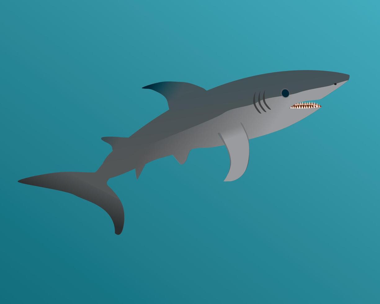 An illustration of a great white shark vector