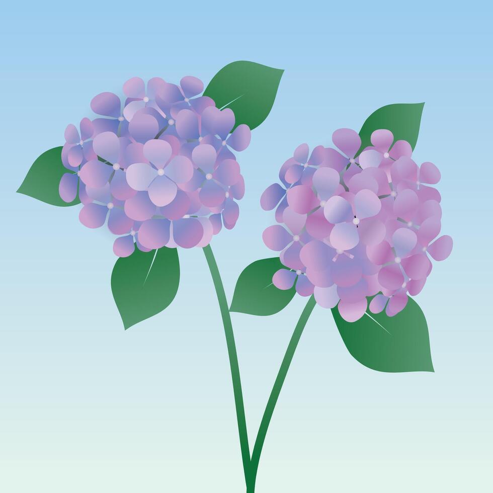 An illustration of two Hydrangea flowers with leafs and stems. Purple and blue vector