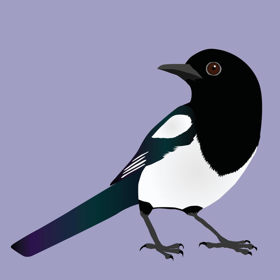 An illustration of a magpie. He looks to his back vector