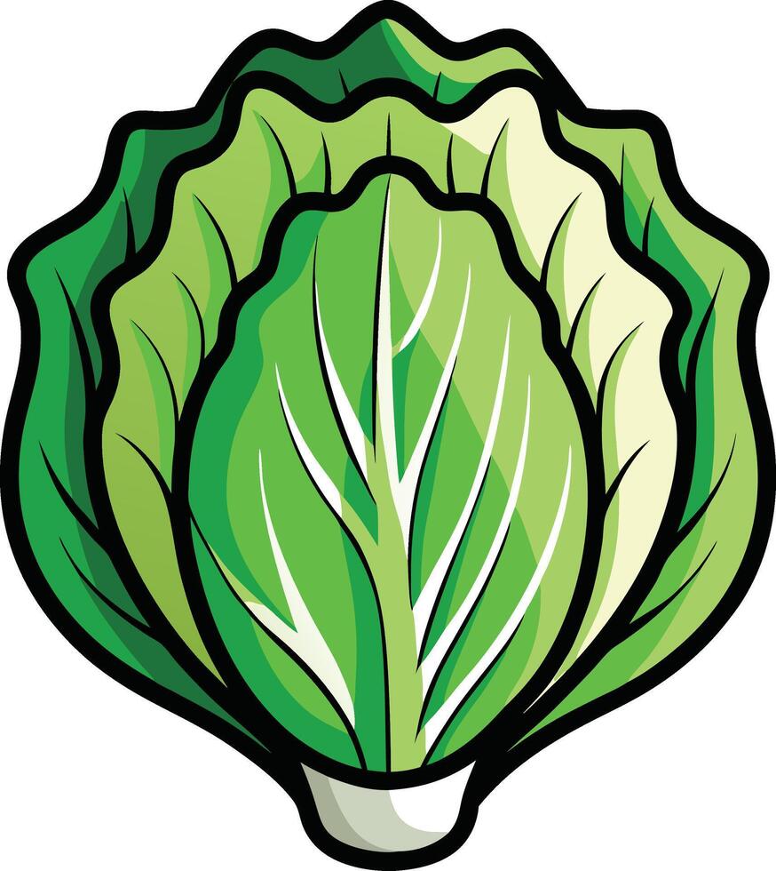 Crisp and Fresh Lettuce vector