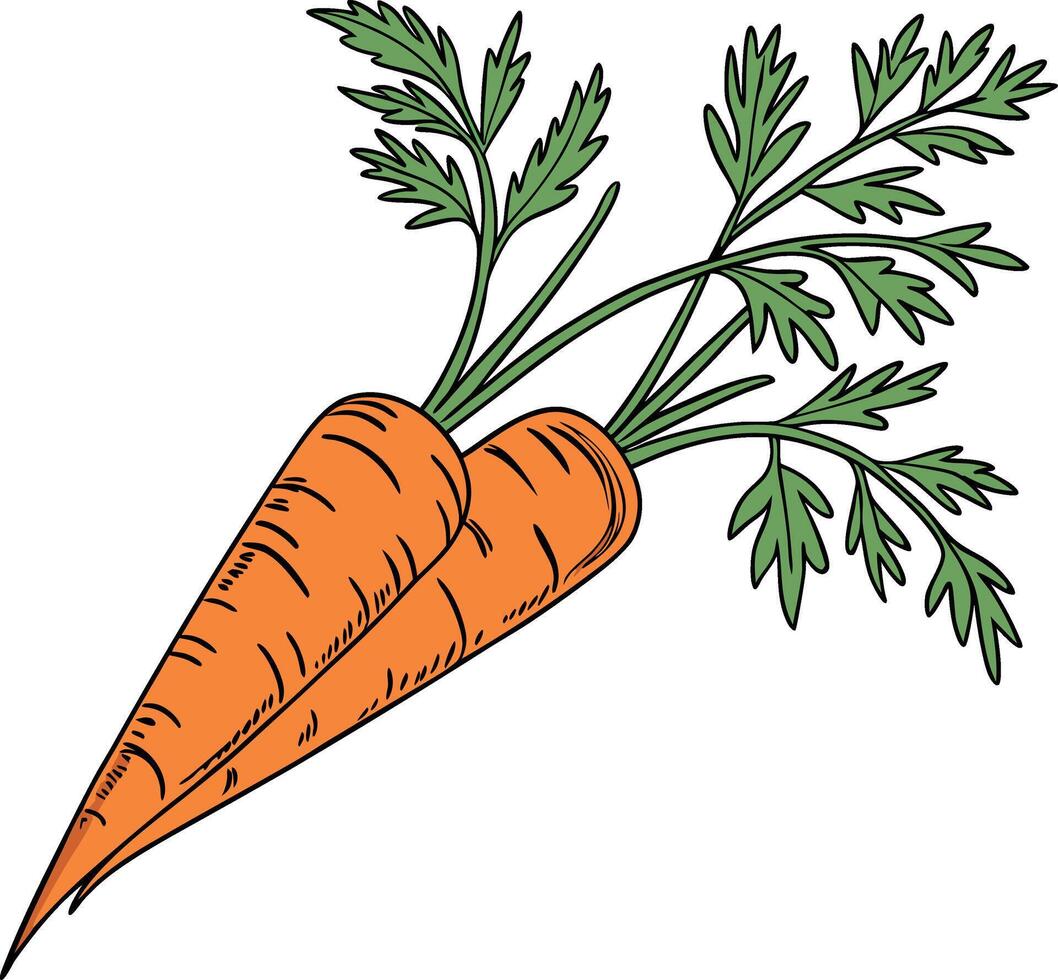 Fresh Carrots Illustration vector