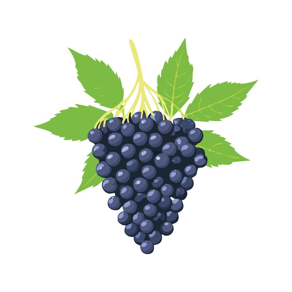 A cute Elderberry fruit illustration vector