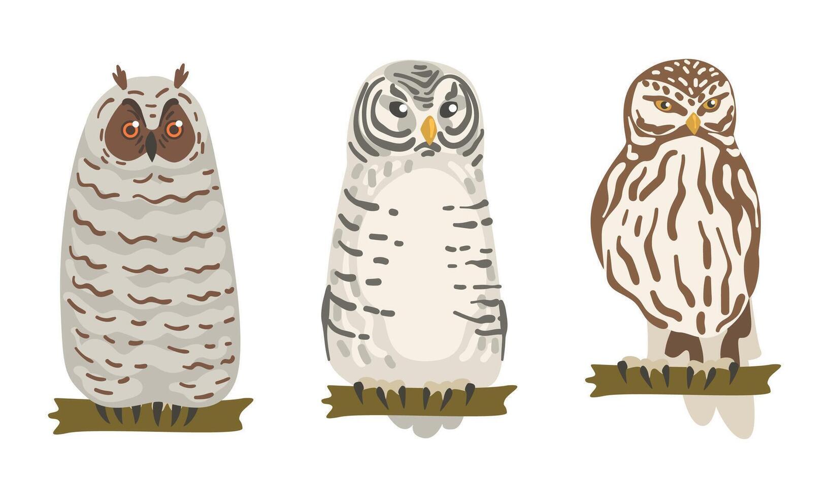 Owl Species as Nocturnal Bird of Prey with Hawk-like Beak and Forward-facing Eyes Perching on Tree Branch Set vector