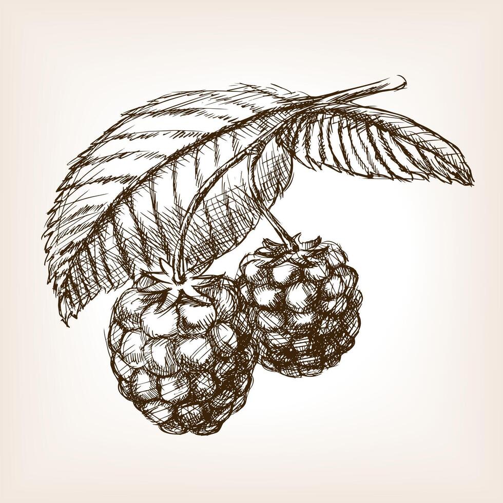 Raspberry sketch style illustration. Old engraving imitation. Raspberry hand drawn sketch imitation vector