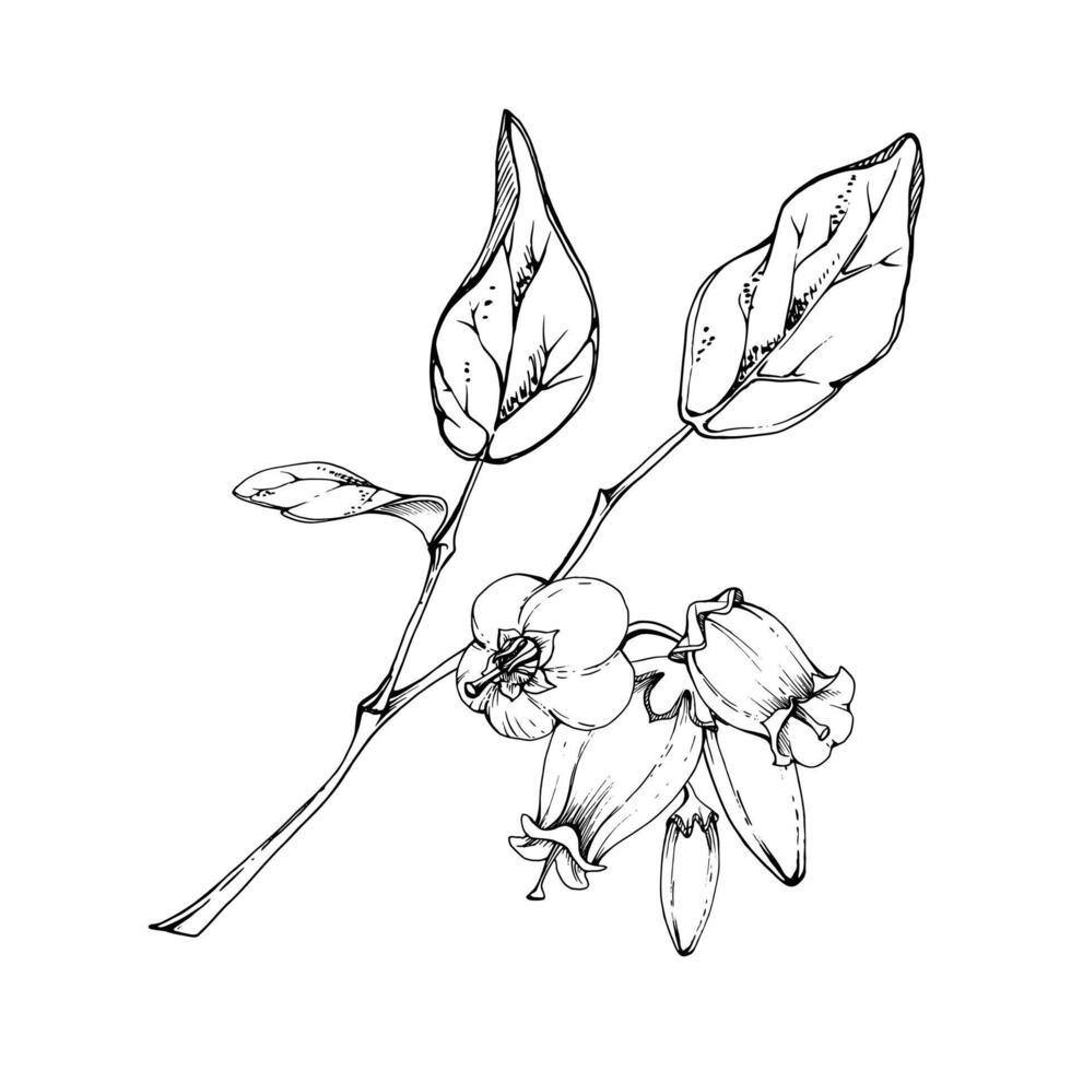 Blueberry white bell flower and bud with plant leaves on branch, hand drawn in ink , wildflower cluster group botanical illustration. Isolated composition for scrapbooking, wedding, florist shop vector