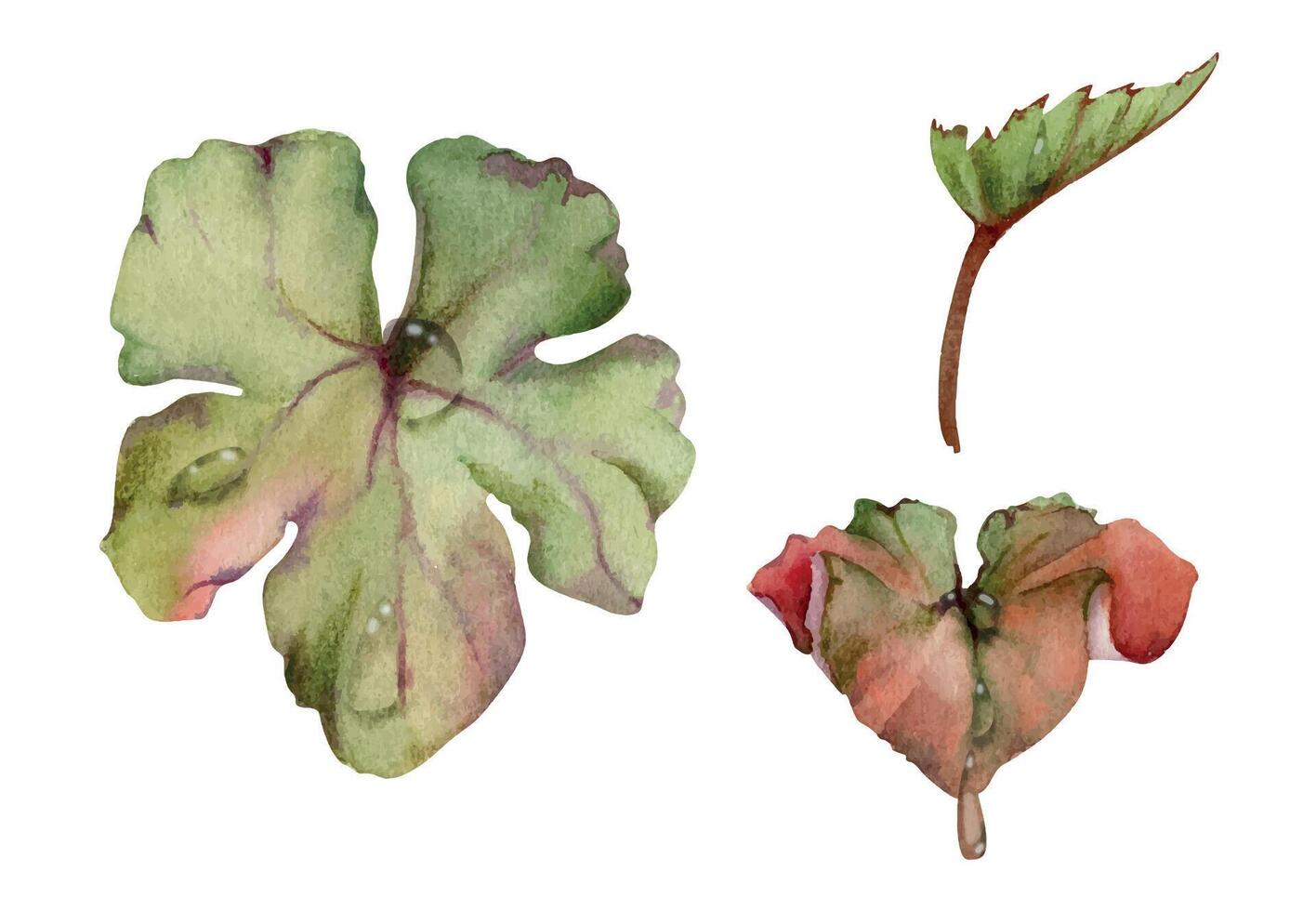 Green leaves of flower, bush tree foliage with dew rain water drops hand drawn in watercolor, cloudberry ladys mantle geranium. Isolated botanical illustration. Wedding florist, scrapbooking decoupage vector