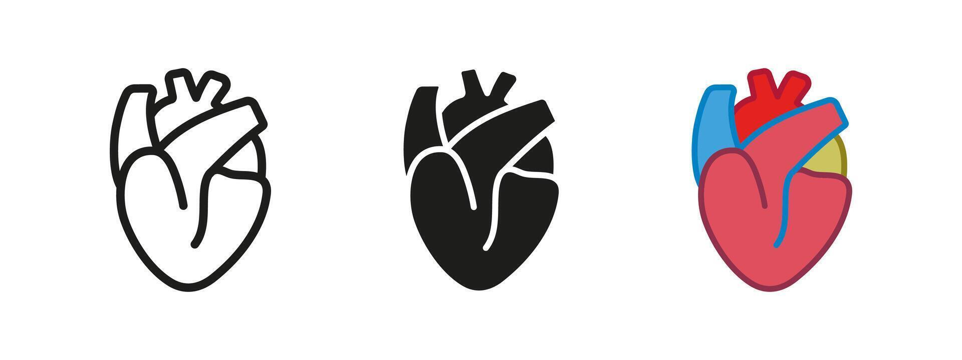 Human heart icon. Heart organ anatomy illustration. Cardiology symbol. Cardio rhythm sign. Aorta and artery anatomical heart model pictogram. Medical pulse cardiologist concept isolated. vector