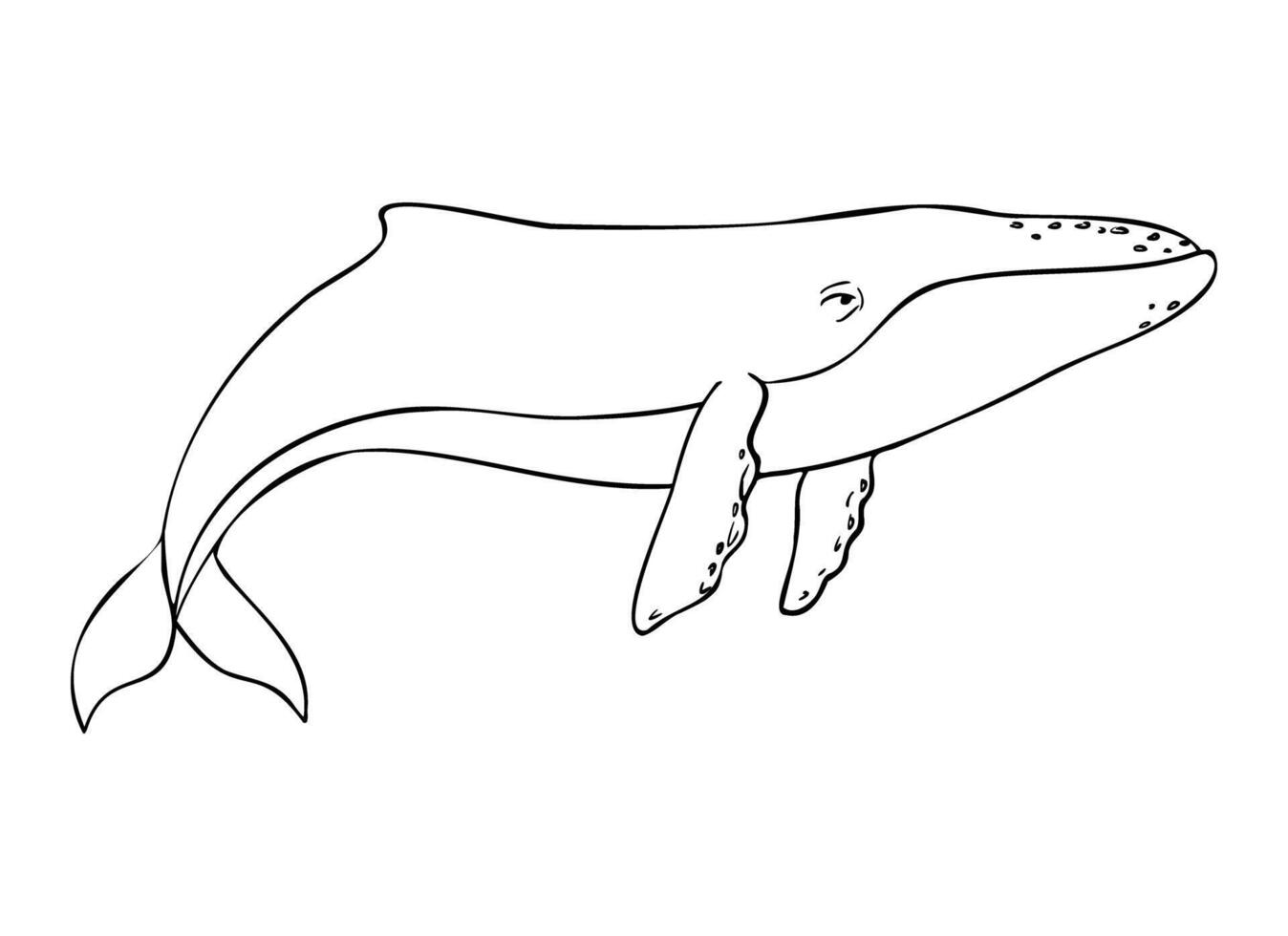 Blue whale, cetaceans fish, Underwater animal outline painted by black inks. Hand drawn illustration of Aquatic placental marine mammal with flippers and tail. Etching of underwater fish vector