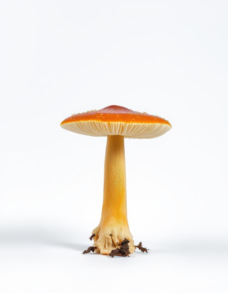 A single orange mushroom on a white background photo