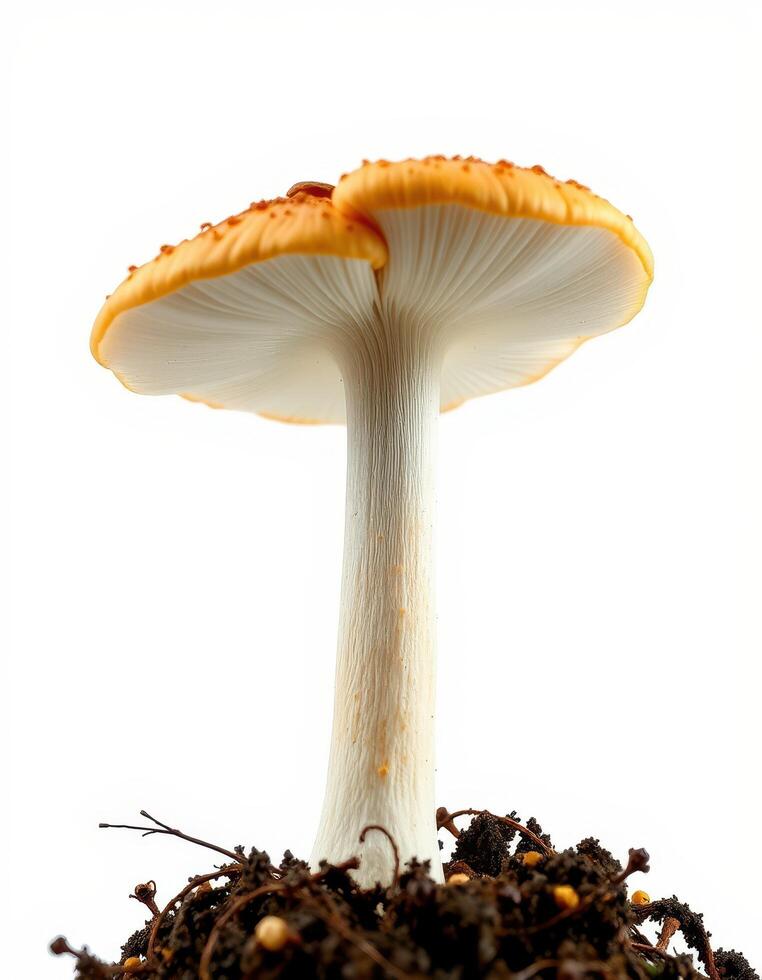 A mushroom is growing in the dirt photo