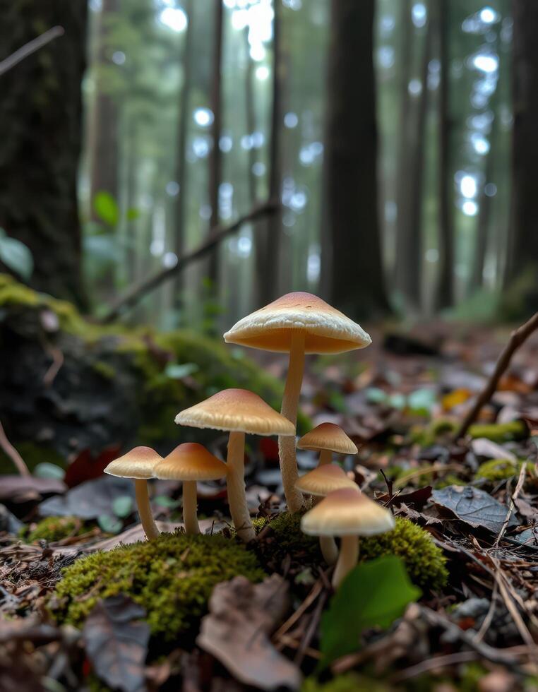 Mushrooms in the forest photo