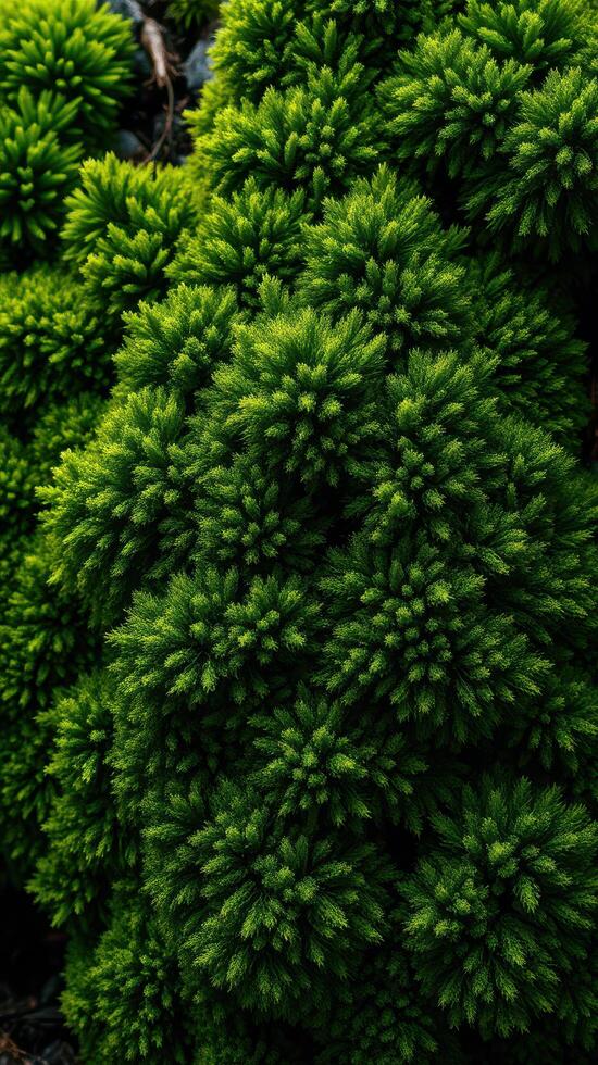 A close up of a green plant with many small leaves photo