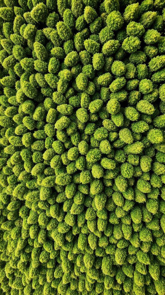 Top view of green trees in a forest photo