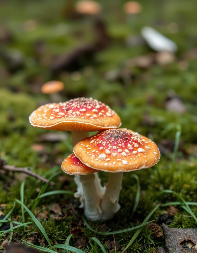 A group of mushrooms growing on the ground photo