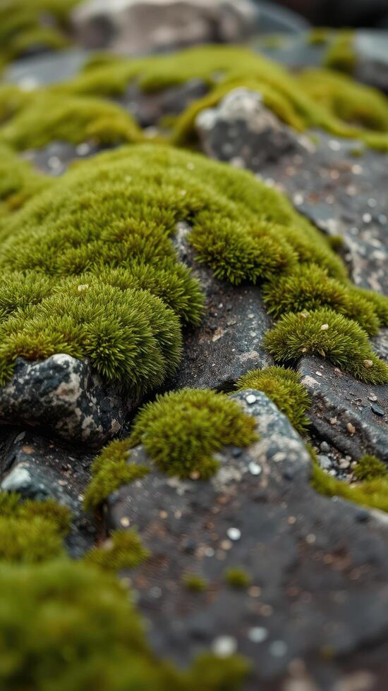 A close up of moss growing on rocks photo
