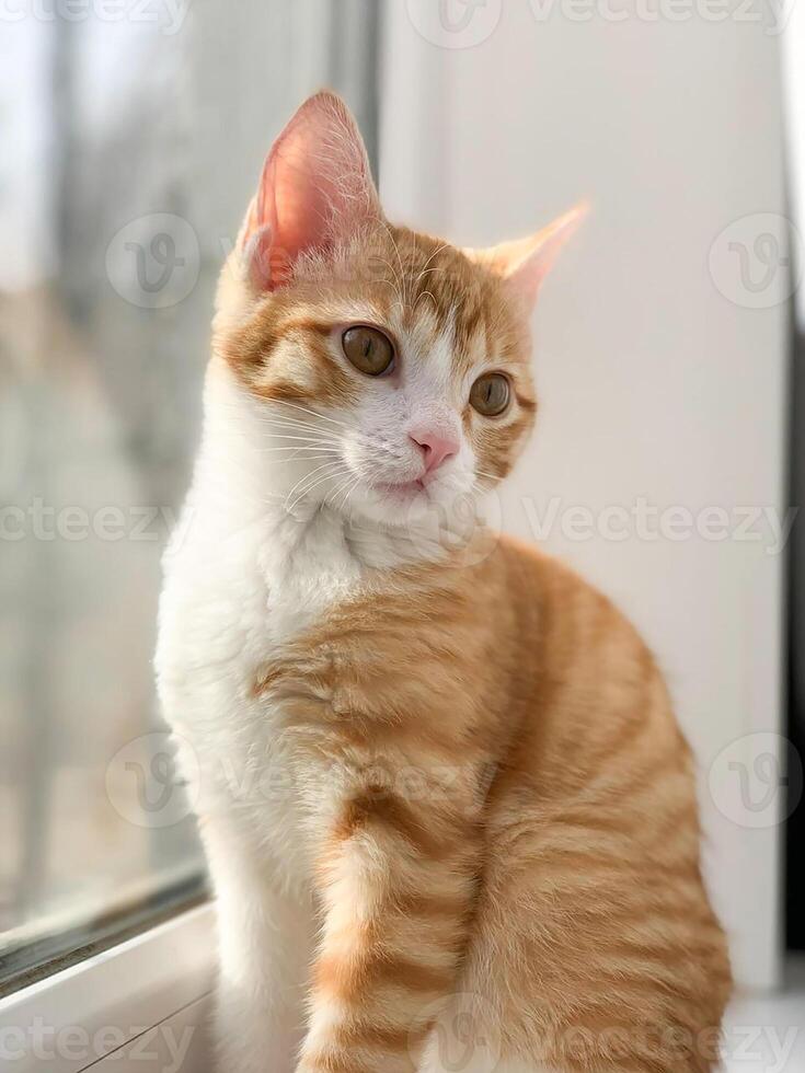 Little, ginger kitten sitting on the windowsill photo