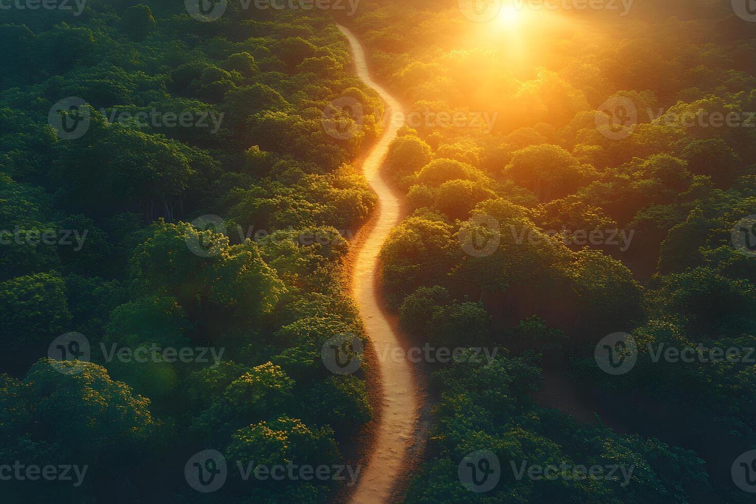 Serene Forest Pathway at Sunset Illuminated by Warm Sunlight photo
