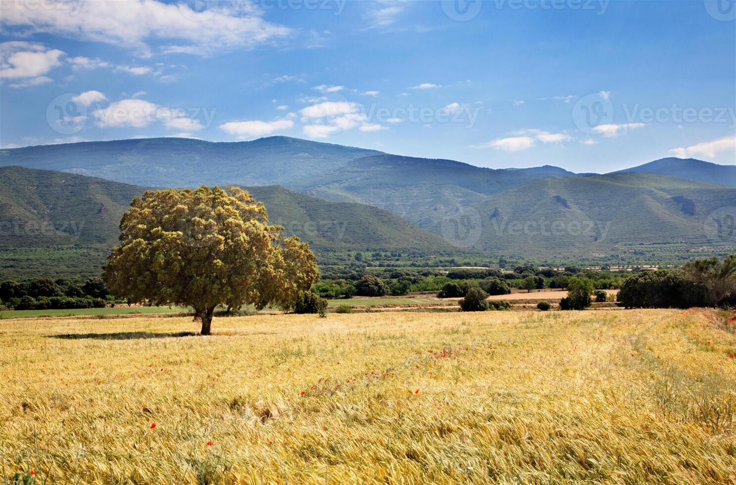a lone tree in a field with mountains in the background photo