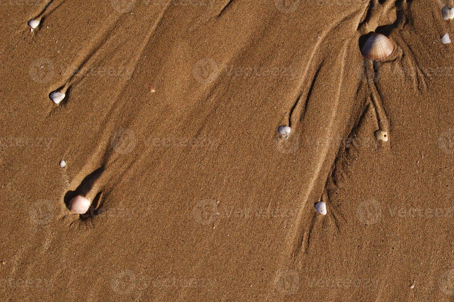 shell in the sea photo