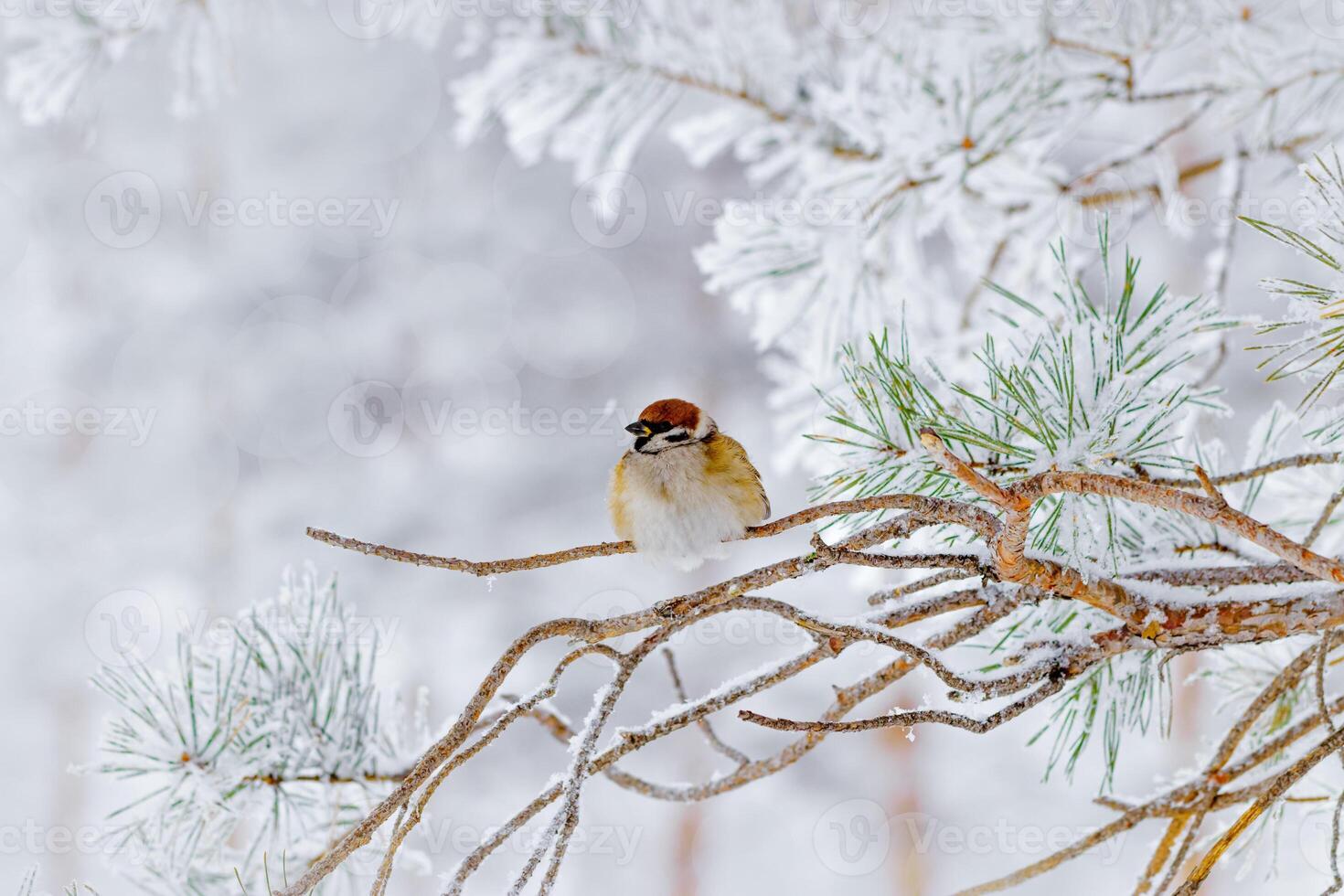 Closeup fluffy sparrow bird rests on snow-covered pine Branches surrounded by serene winter scene, small wild bird. Light gray snowy blurred background, tranquil wintertime photo, side view photo