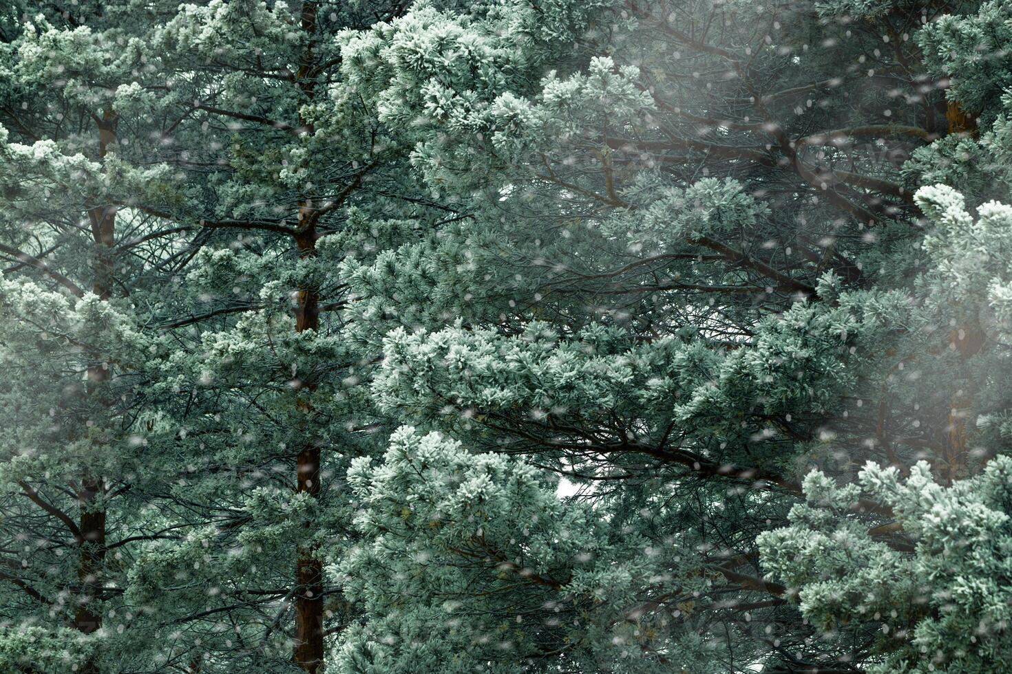 Winter nature close up Pine tree branches snow covered, snowy texture, macro trend photo, magical wintertime, winter holidays, snowy fir trees forest, white frost on twigs, green blue monochrome photo